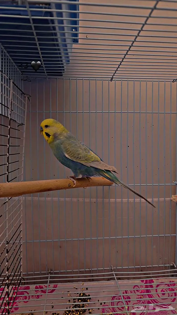 بادجي هولندي طفرة رينبو . 1