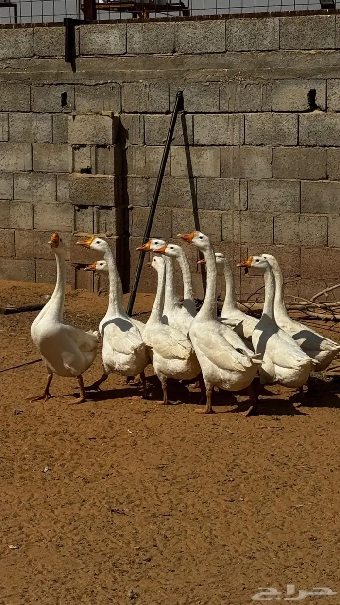 وز بلغاري أبيض أصل 0