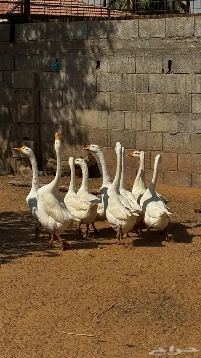 وز بلغاري أبيض أصل index