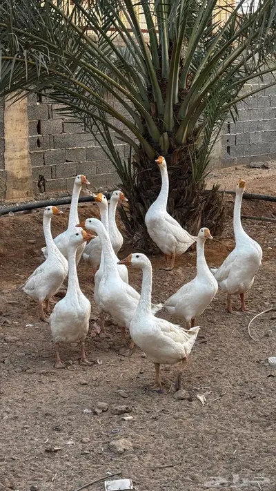 وز بلغاري أبيض أصل index