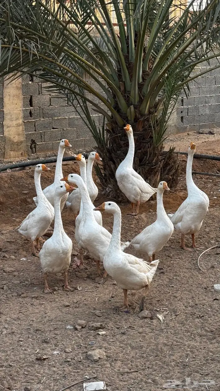 وز بلغاري أبيض أصل 2