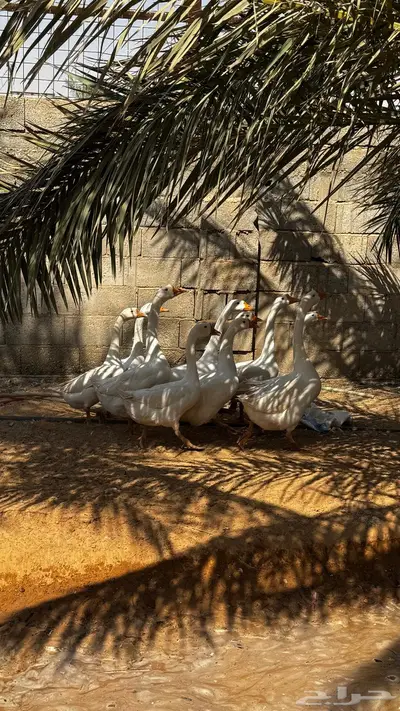 وز بلغاري أبيض أصل index