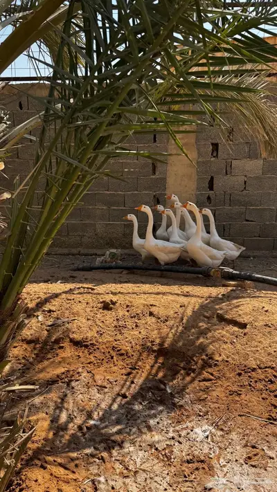 وز بلغاري أبيض أصل index