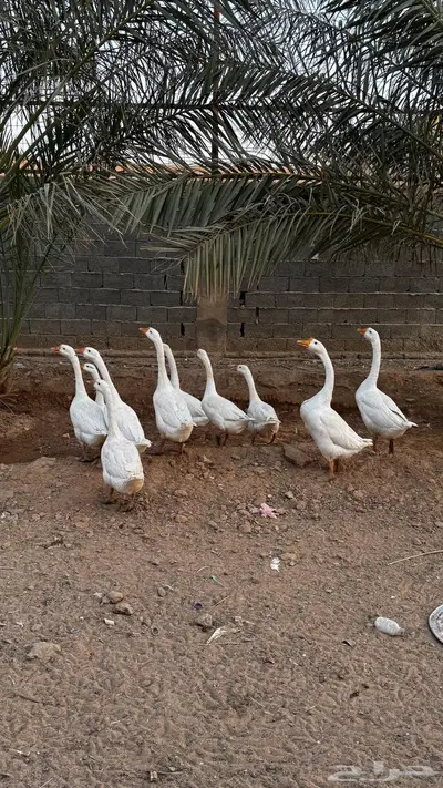 وز بلغاري أبيض أصل index