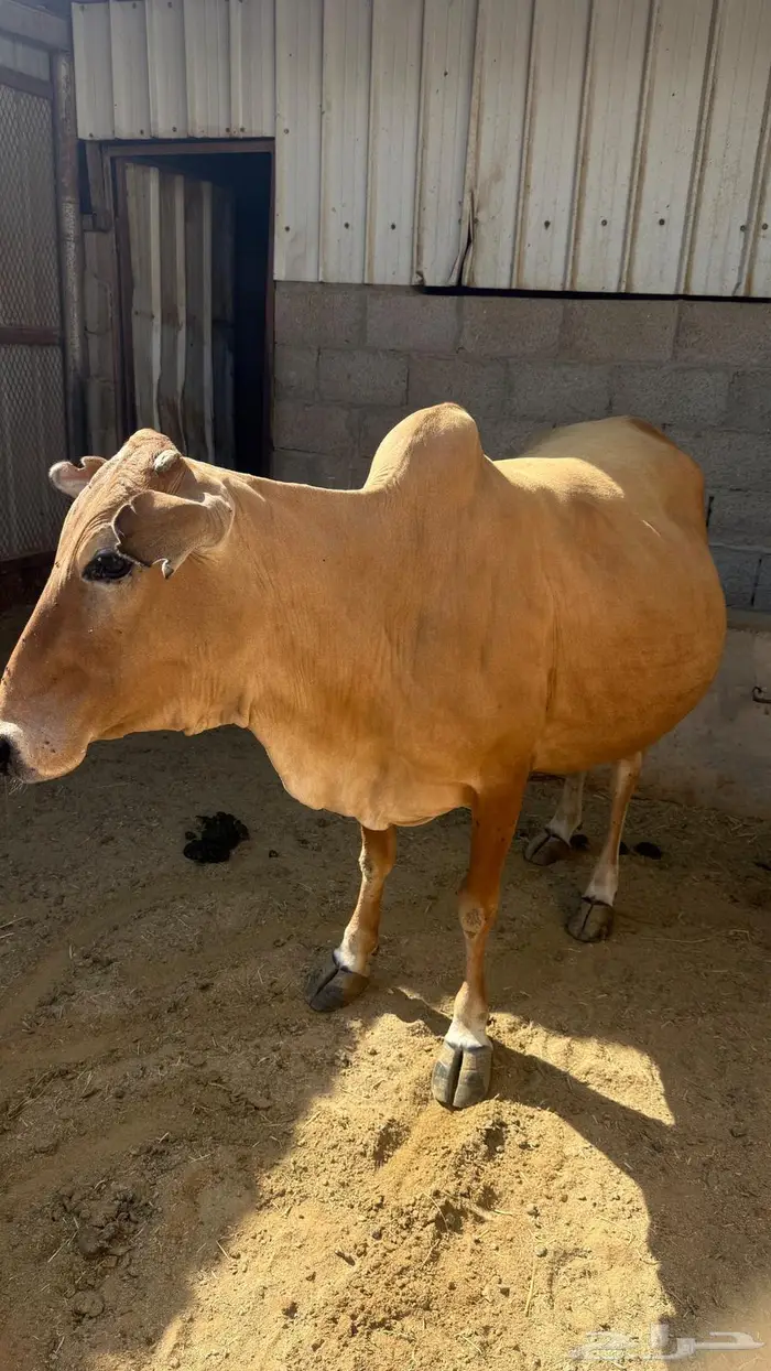 بقرتين وثور وعجله 1