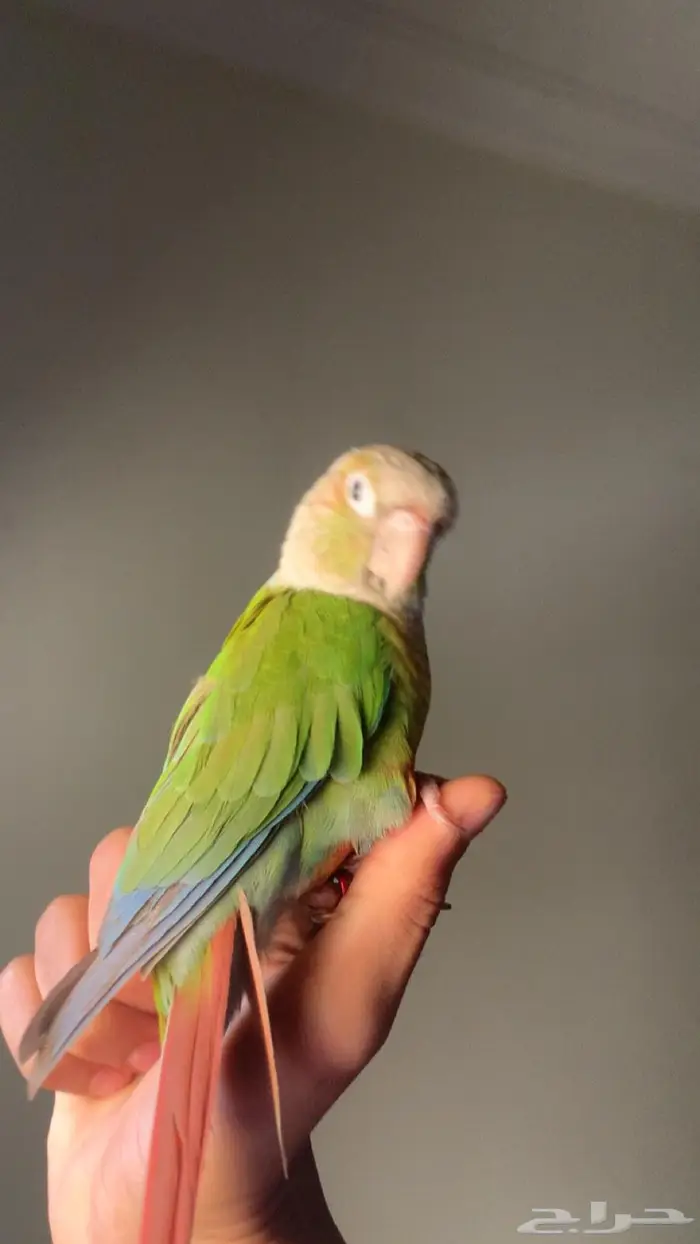 ببغاء كنيور اليف 0
