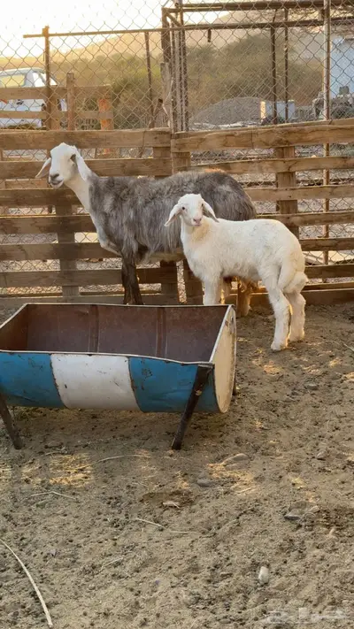 نعجه صنف تحتها طلي مشروع فحل index