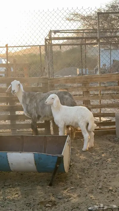 نعجه صنف تحتها طلي مشروع فحل index