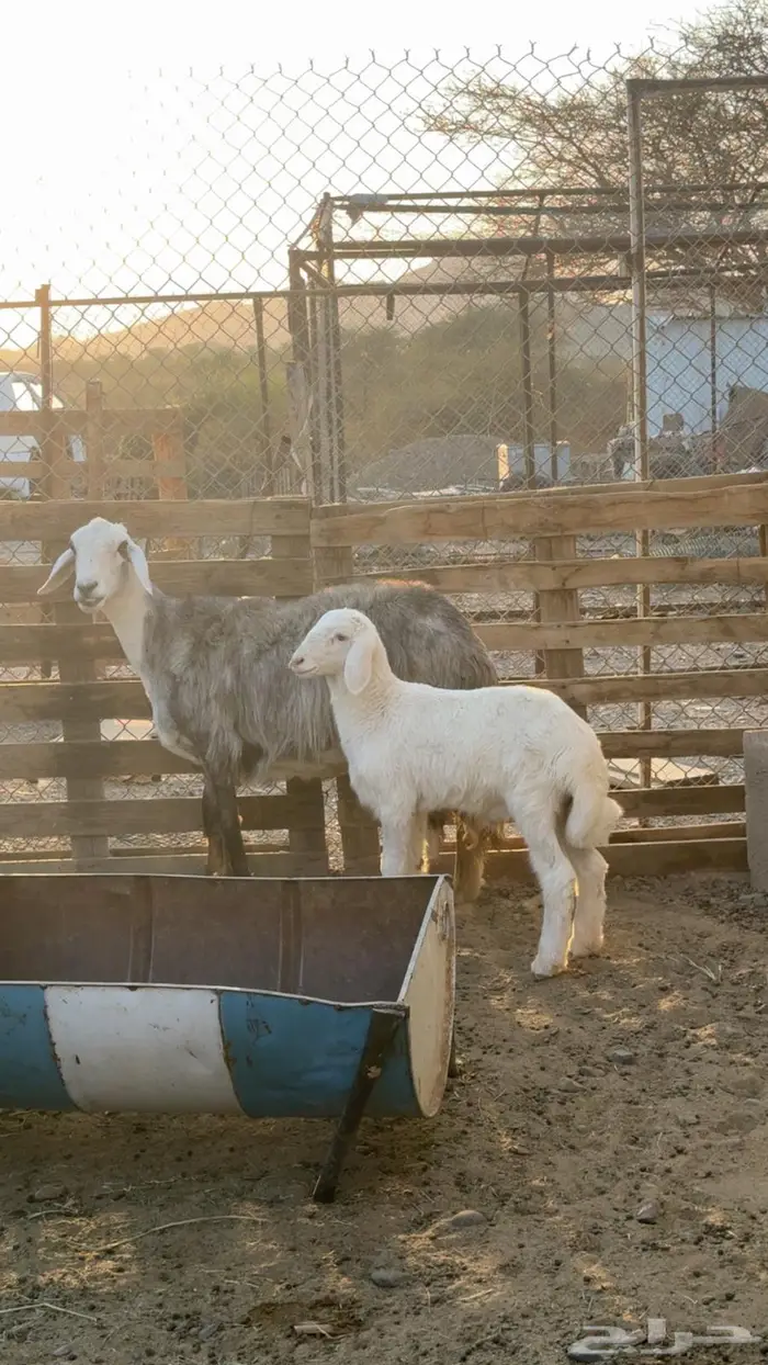 نعجه صنف تحتها طلي مشروع فحل 2