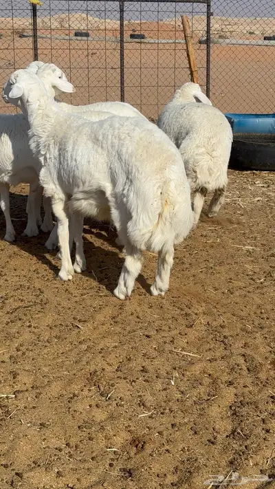 طليان عدد 4 جبره فل شحم index