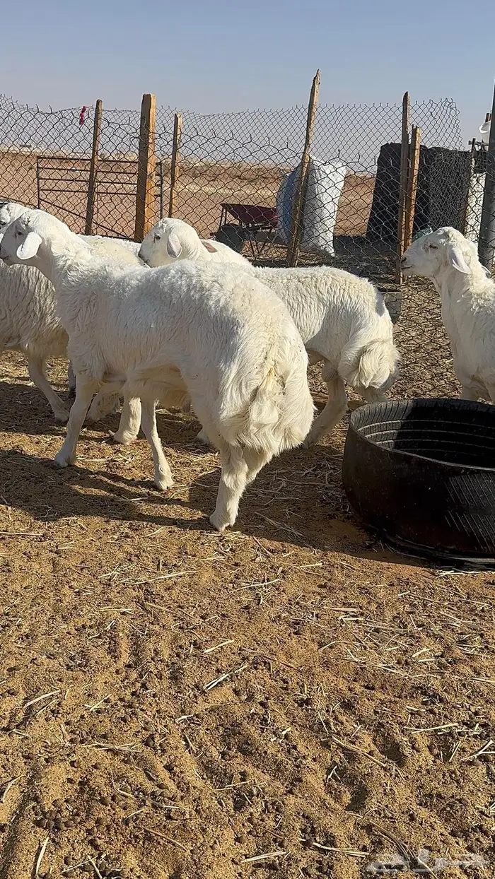 طليان عدد 4 جبره فل شحم 1