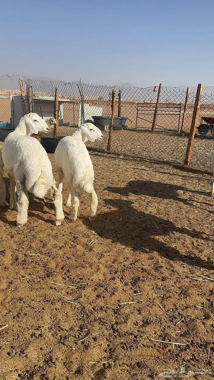 بهم حري نظيف عدد 9 1