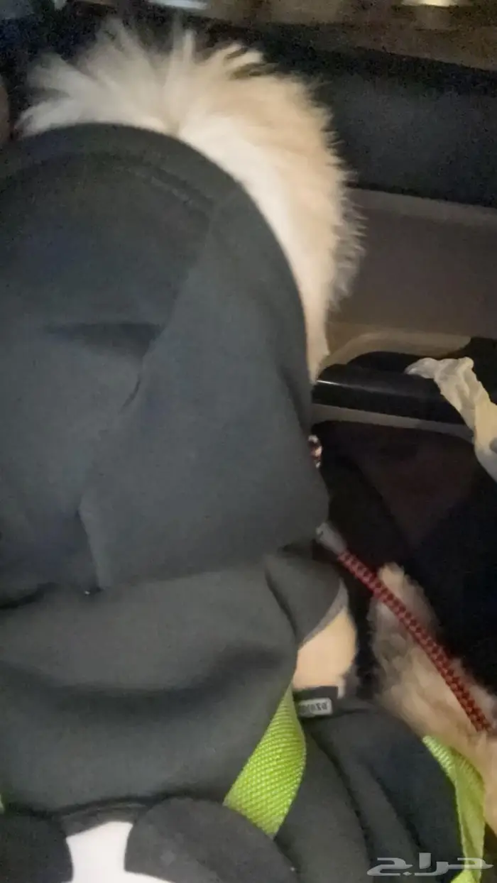 كلب مالتيزرز عمره 8 شهور لتبني اليف 3