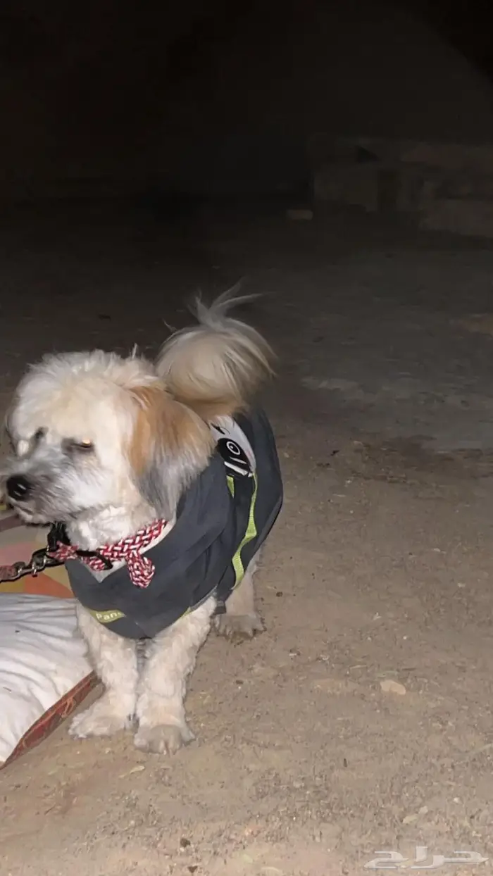 كلب مالتيزرز عمره 8 شهور لتبني اليف 0