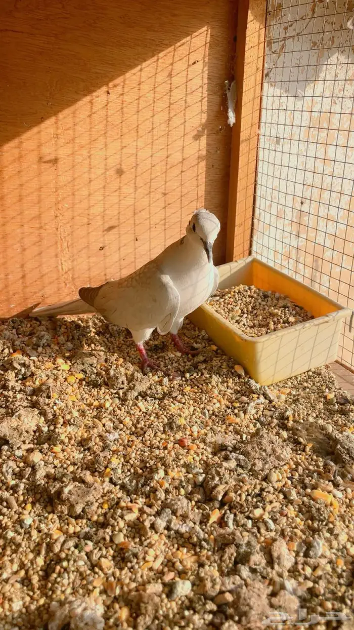 زوج قماري هولندي رصاصي 3