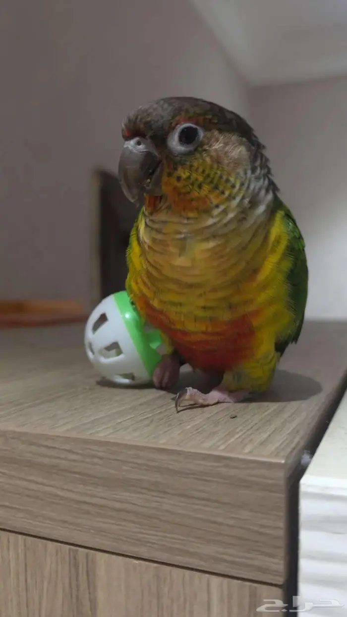 كنيور هدد خارجي ومتكلم بسعر مغري جدا 4