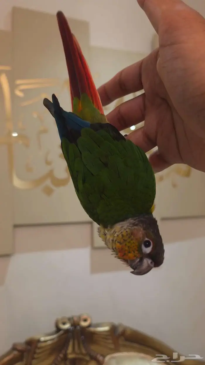 كنيور هدد خارجي ومتكلم بسعر مغري جدا 1