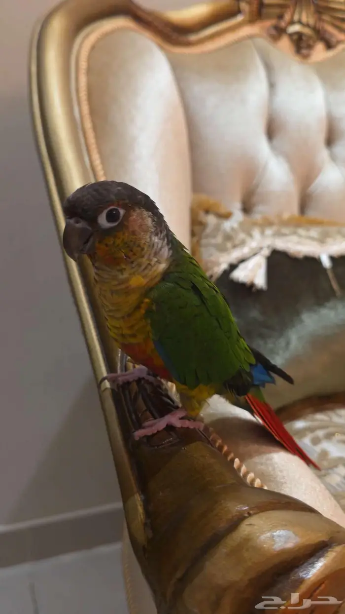 كنيور هدد خارجي ومتكلم بسعر مغري جدا 5