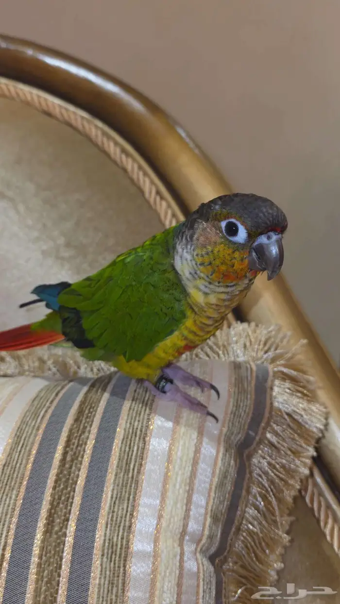 كنيور هدد خارجي ومتكلم بسعر مغري جدا 0