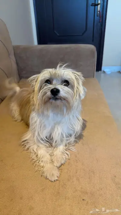 لمحبين الكلاب الصغيره index