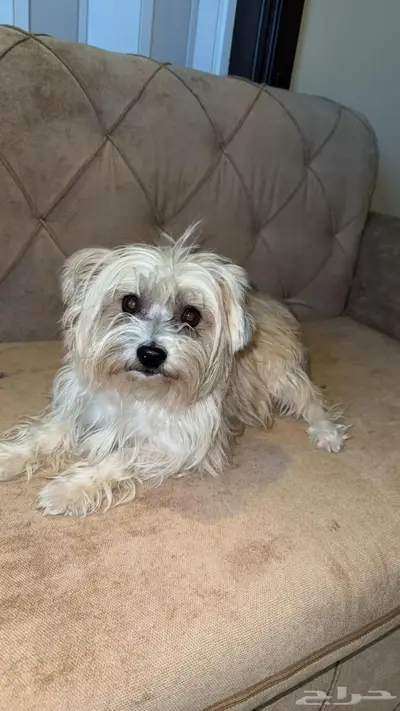 لمحبين الكلاب الصغيره index