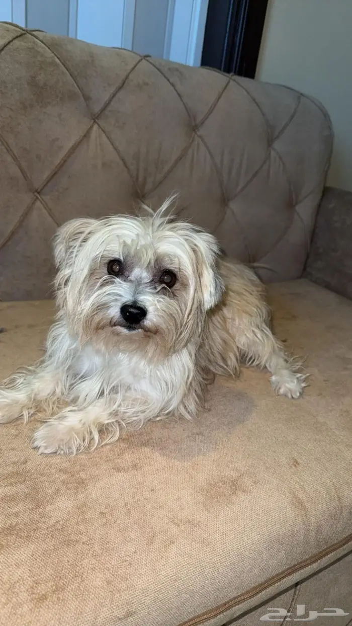 لمحبين الكلاب الصغيره 6