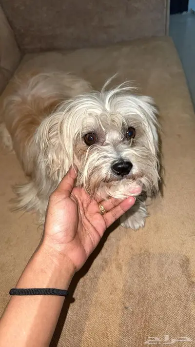 لمحبين الكلاب الصغيره index