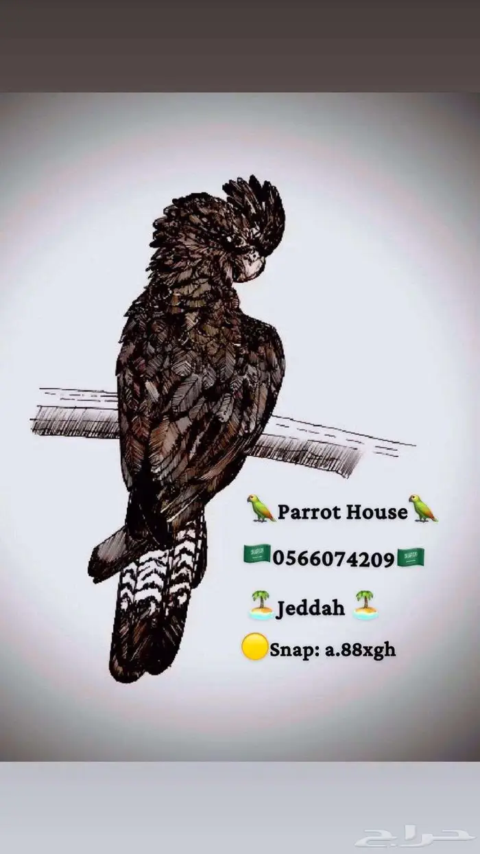 فرووخ كوكاتو قالا(تم البيع) 10