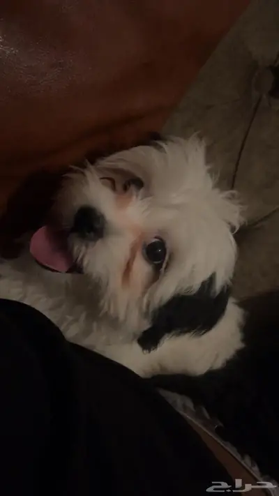 شيتزو للبيع index