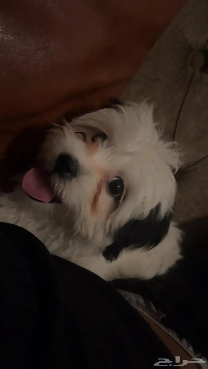 شيتزو للبيع 2