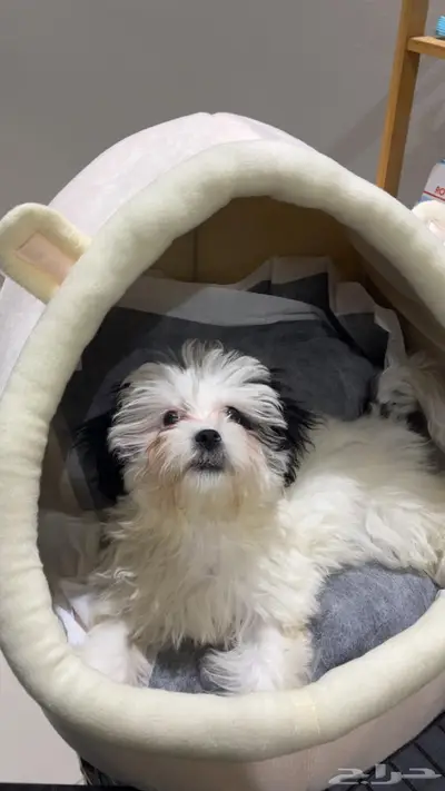 شيتزو للبيع index