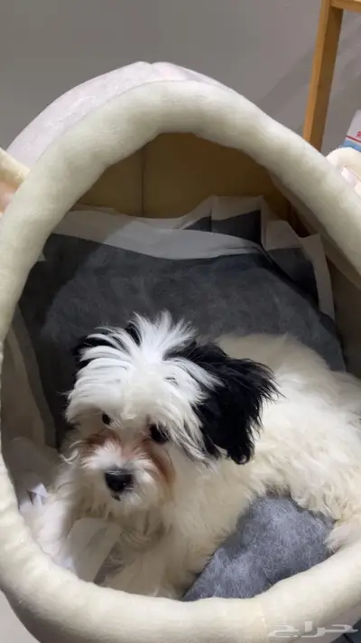 شيتزو للبيع index