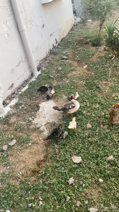 بطة معاها 5 كبار index