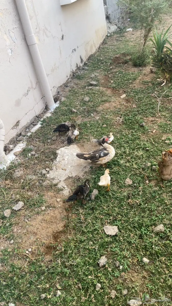 بطة معاها 5 كبار 0