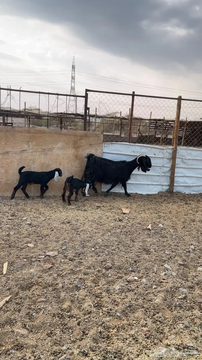 عنز مع اثنين عيال كبار 0