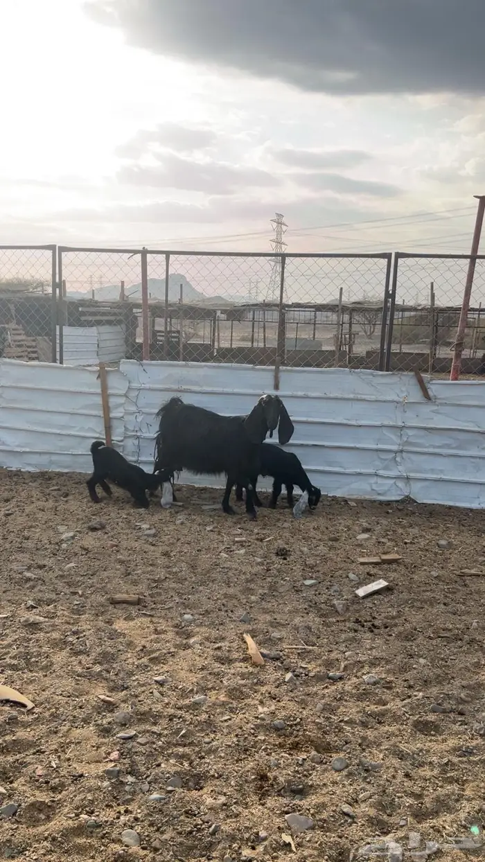 عنز مع اثنين عيال كبار 1