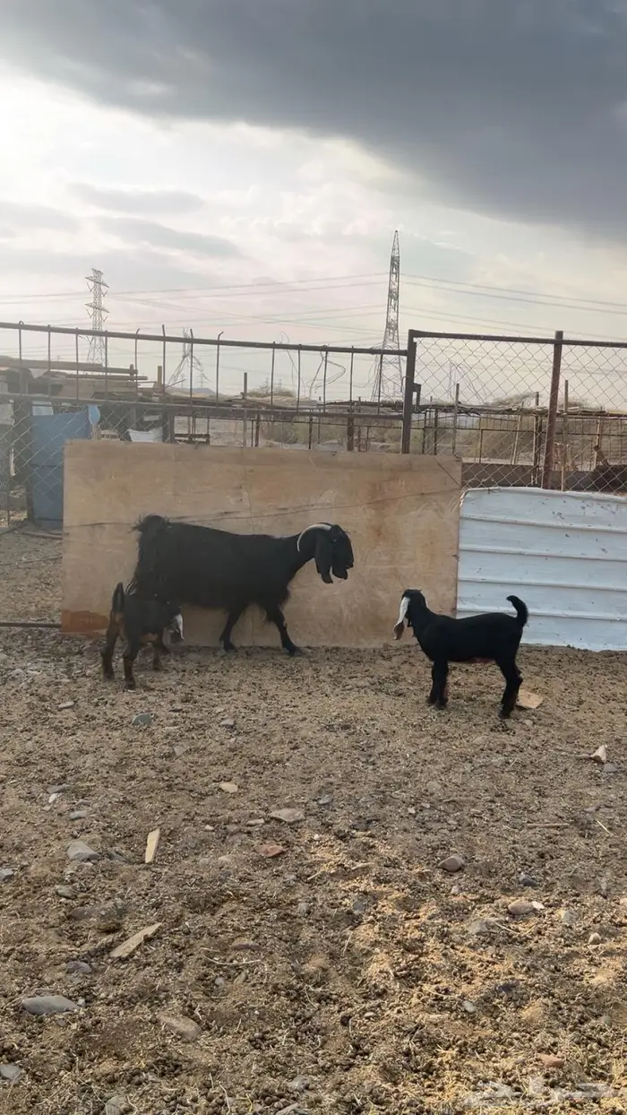 عنز مع اثنين عيال كبار 2