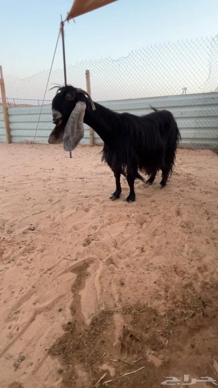 عنز عارضيه متاومه 1