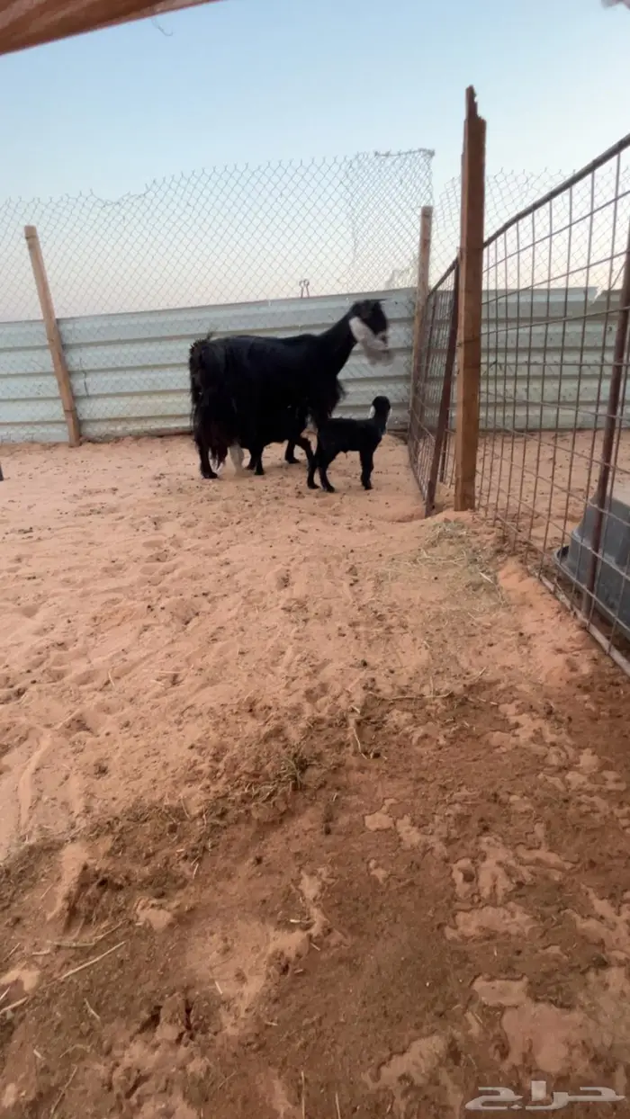 عنز عارضيه متاومه 2