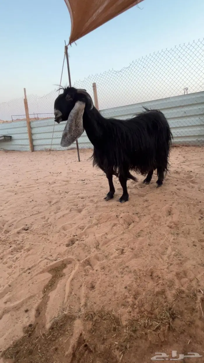 عنز عارضيه متاومه 0