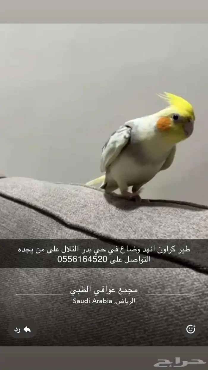 طير كروان مفقود 0