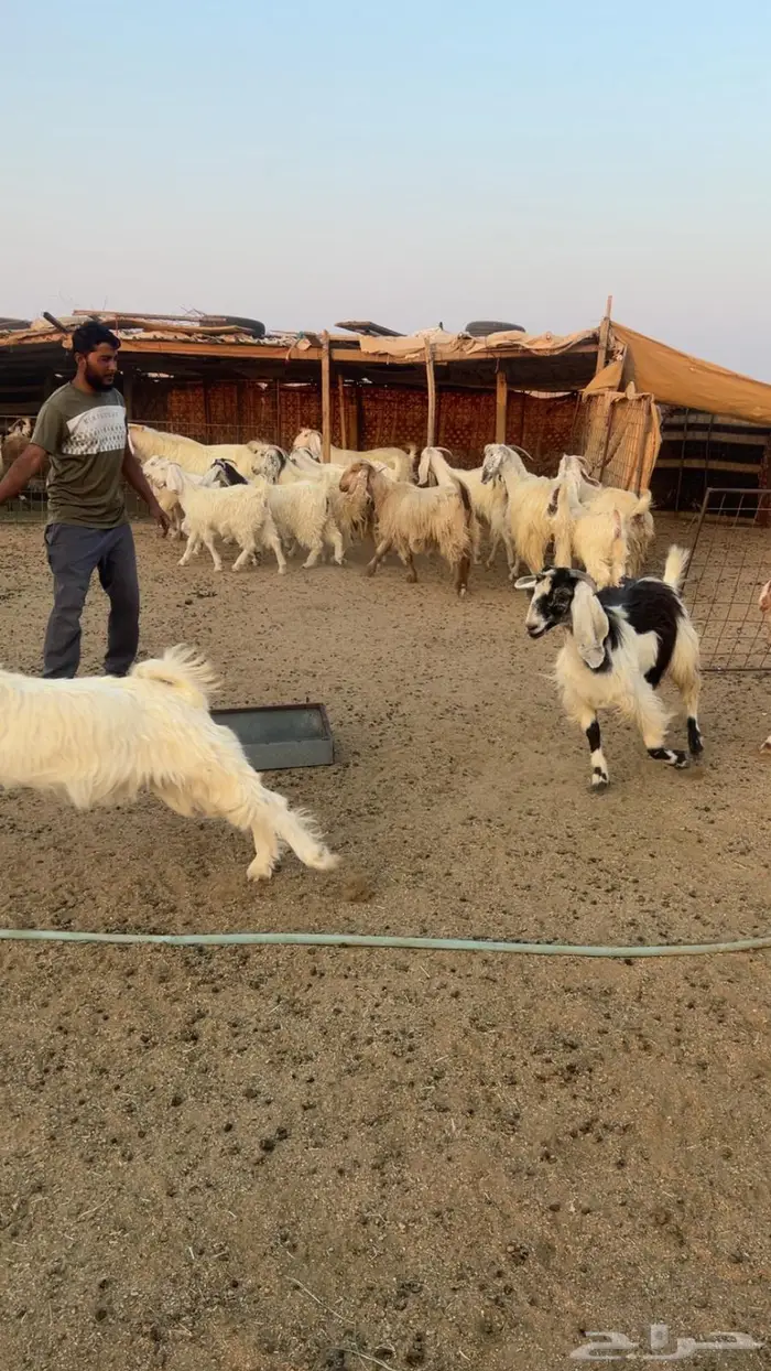 تيس ابيض صنف مطور انتاج 2