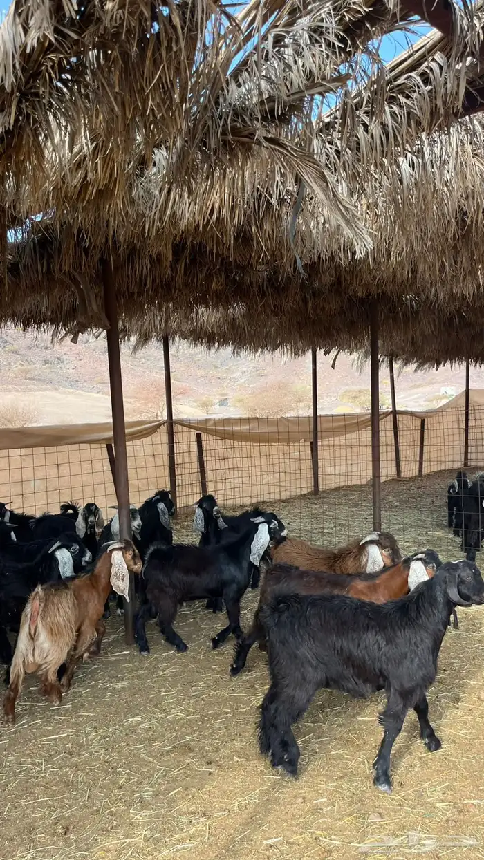 تيوس عوراض بلدي ( من المزرعه لباب بيتك   ) 7