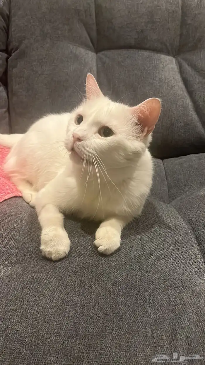 قط للتبني (مجانا ) 0