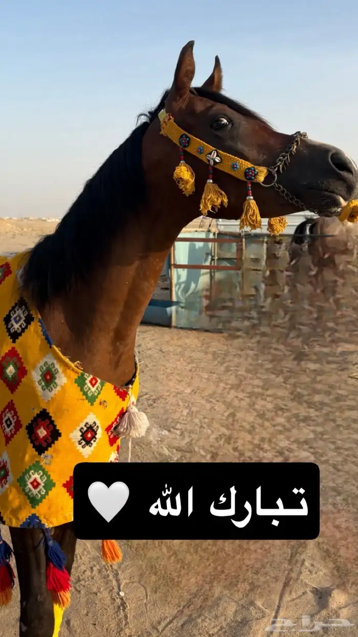 للبيع احصان 0