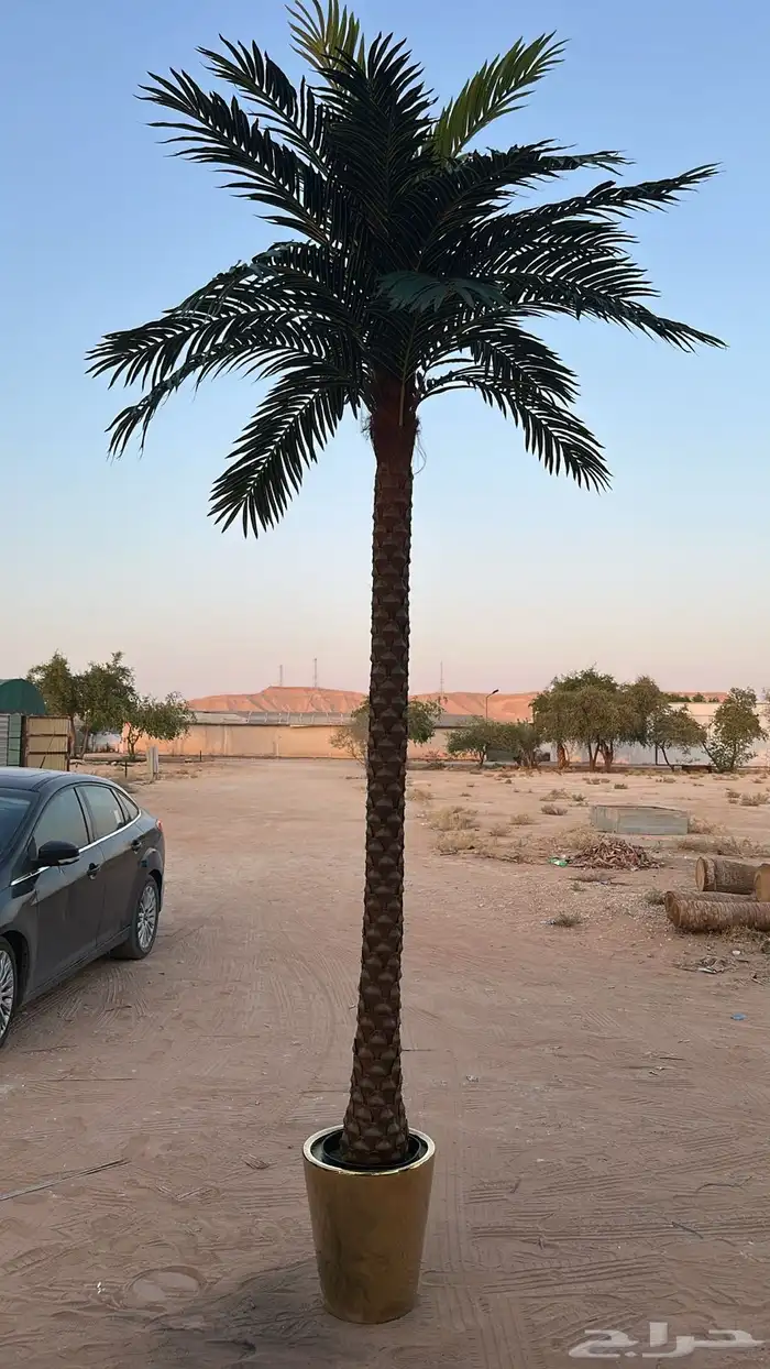 نخيل واشنطونيا للبيع 3