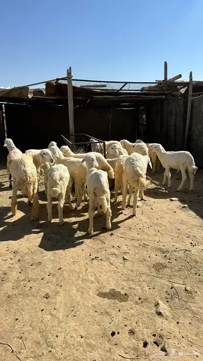 غنم للبيع index