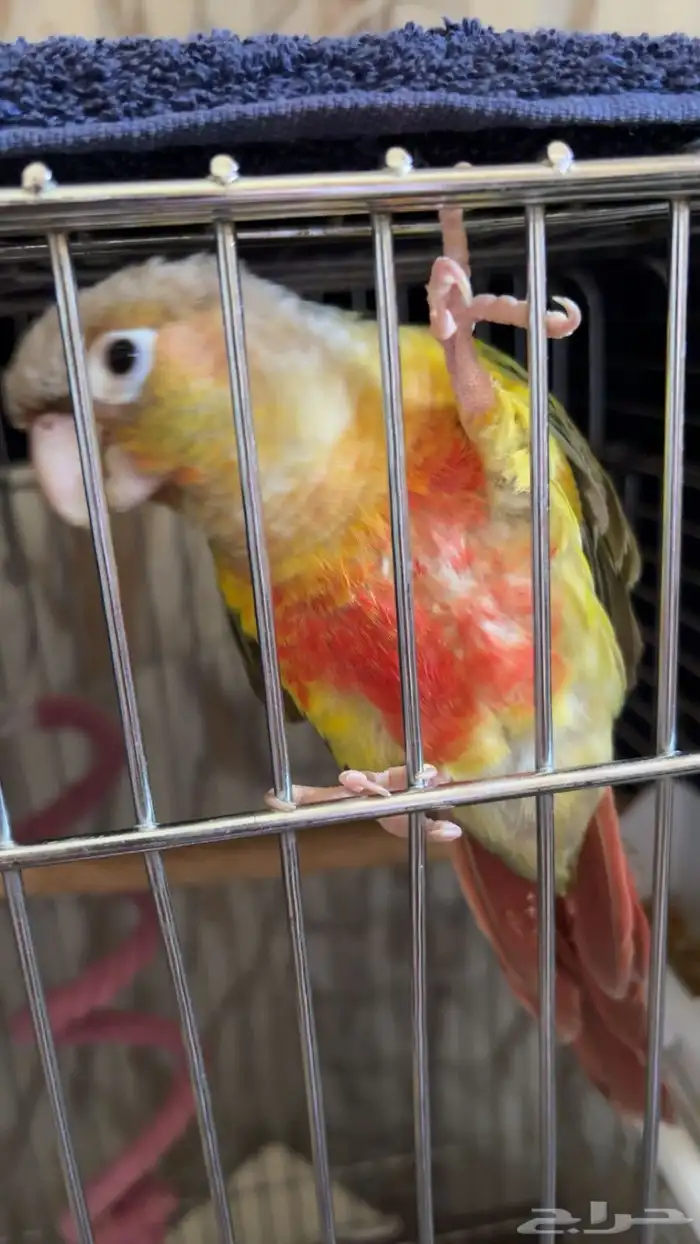 كنيور اناناس رد فاكتور 0