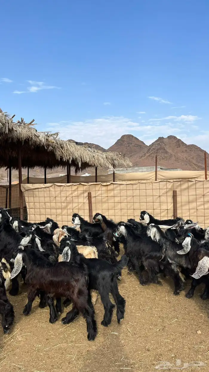 تيوس عوراض بلدي ( من المزرعه لباب بيتك   ) 11