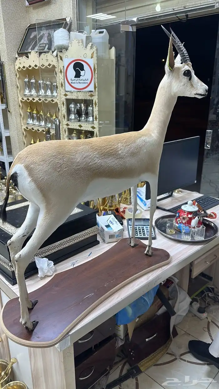 بيوت شعر جديدة ابيض واسود جميع المقاسات وخيم 16